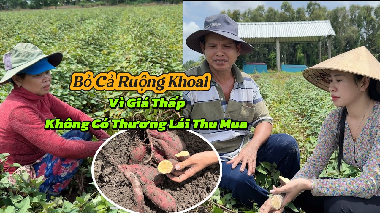 Lời Cầu Cứu Thiết Tha Của Người Dân Trồng Khoai Khi Không Ai Chịu Mua