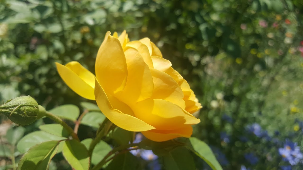 Graham Thomas ( AUSmas ) / David Austin 1983  English Rose Collection - rosiers - rosas - роз