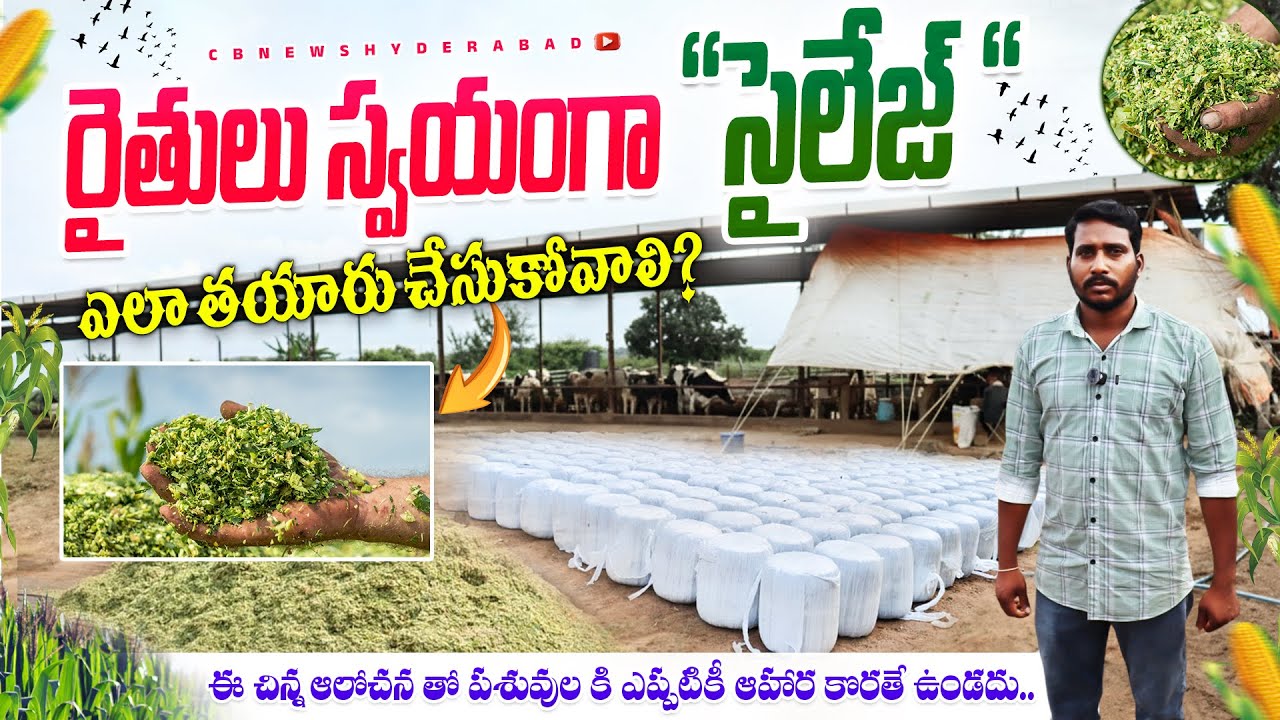 సైలేజ్ ఎలా తయారీ చేసుకోవాలి? preparation of Silage |Silage Making Process in Dairy farm