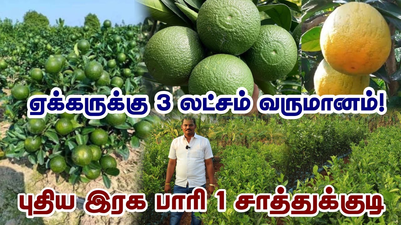 அதிக லாபம் தரும் Bari1 சாத்துக்குடி | ஏக்கருக்கு 400 செடிகள் | Free advice & Free Delivery