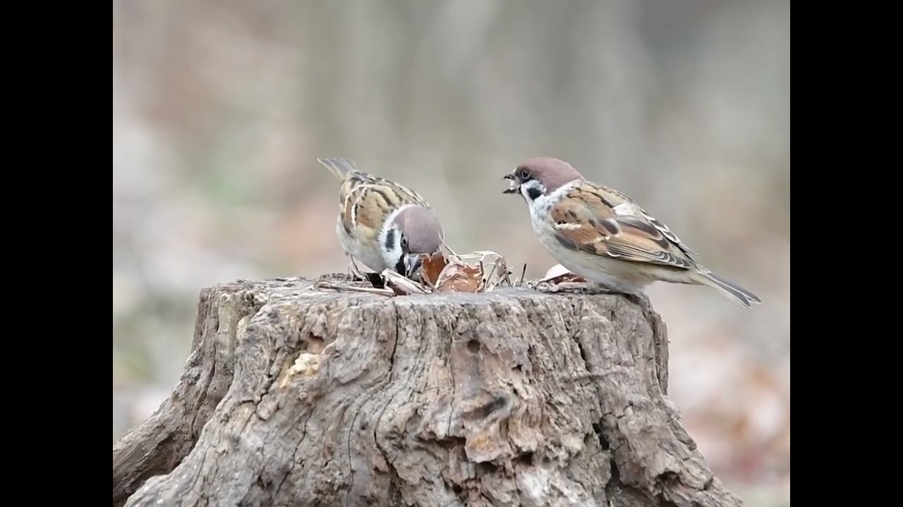 🐦곤줄박이 🐦동고비 🐦박새 🐦쇠박새 🐦어치 🐦직박구리 🐦참새 🐦버드피딩