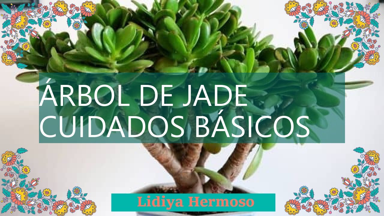 &Aacute;rbol de Jade: conoce todo sobre esta planta de interior f&aacute;cil de cuidar
