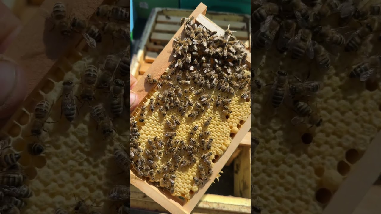 Calitate marca Apis Sacara !!! #apicultura #bee #beekeeper #selectie #beekeeping