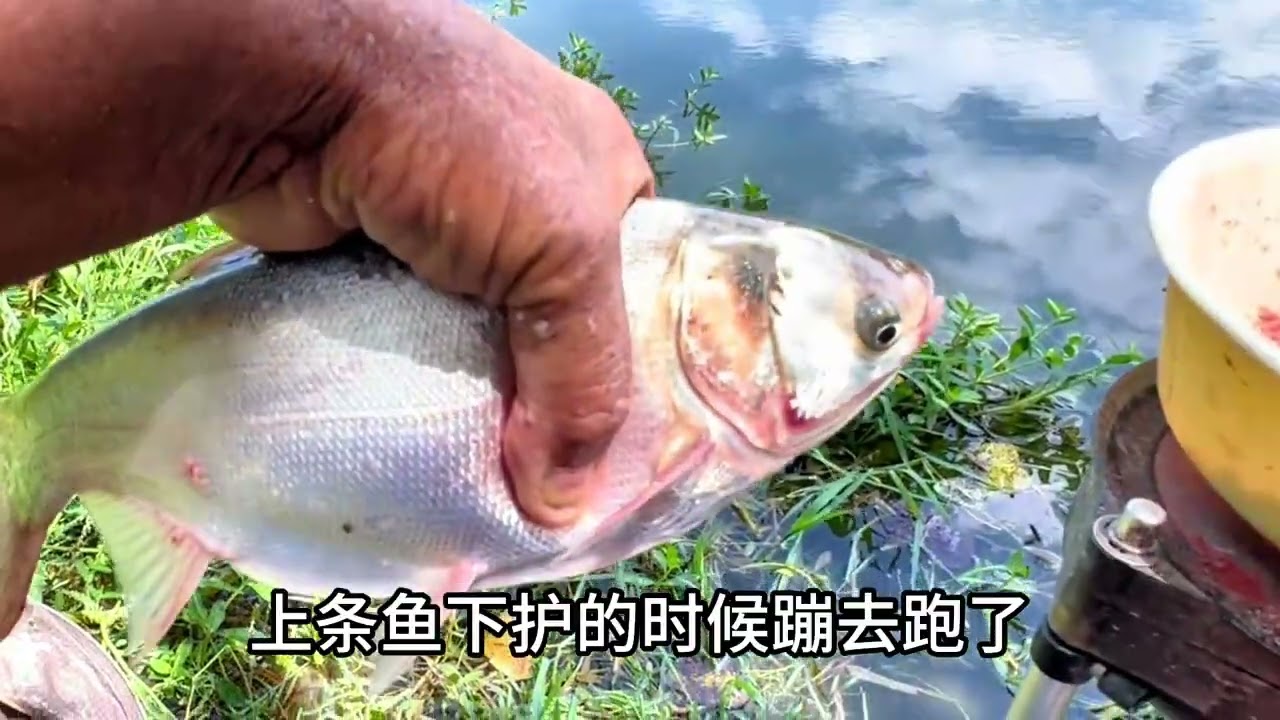 每年都干底的寡妇沟，有这么大的鱼钓就相当不错了··· #野钓 #老鬼黑鲢三代终结者 #老鬼鲢鳙引诱剂 #鱼栖林 #鱼栖林极轻鲢鳙 鱼栖林官方旗舰店