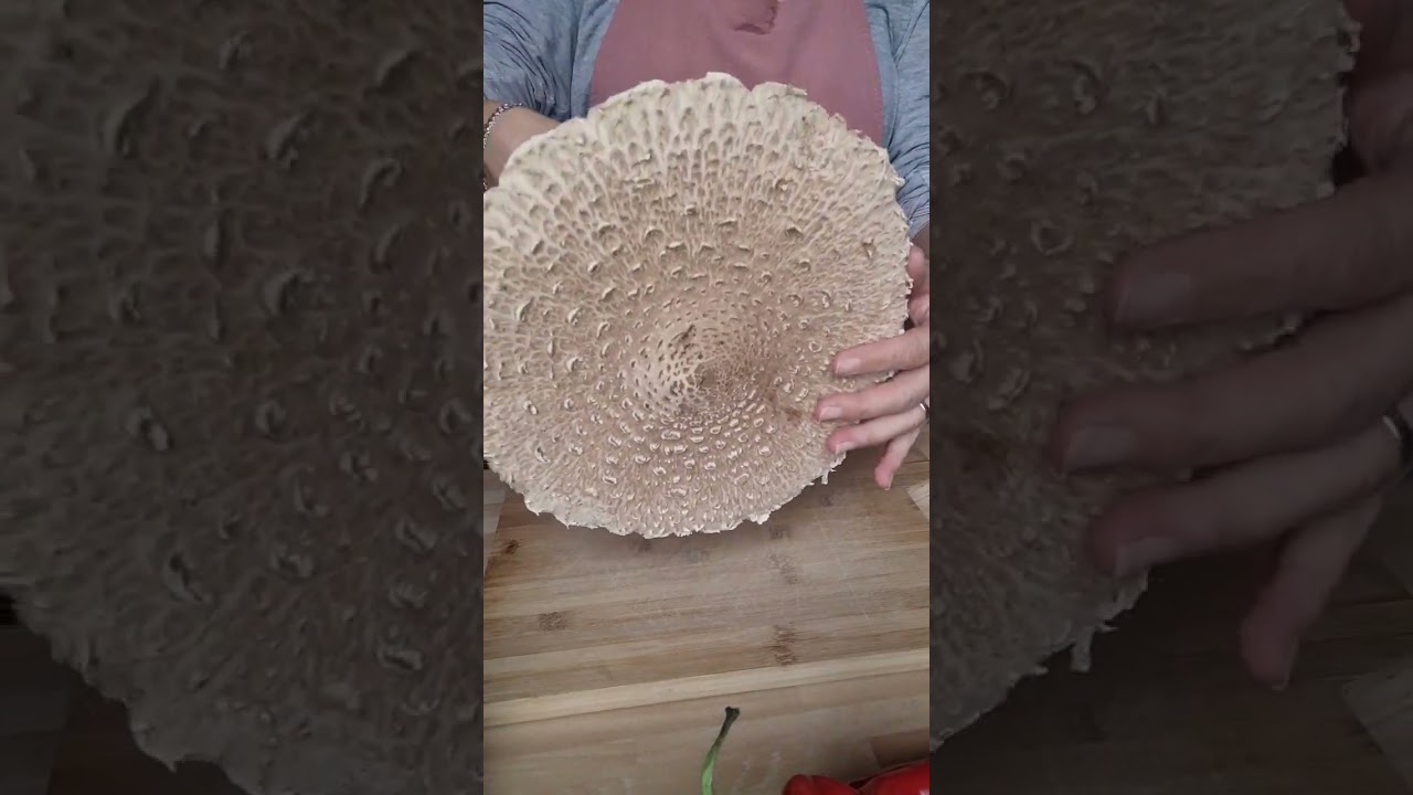 Parasol Schnitzel        #food #pilze #parasol #leidenschaft #kochenmachtspass