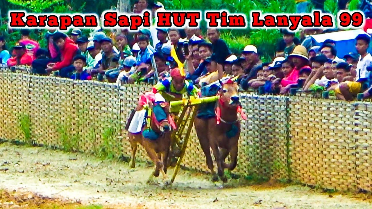 Karapan Sapi HUT Tim Lanyala 99, Babak Ke dua Kelas Besar.