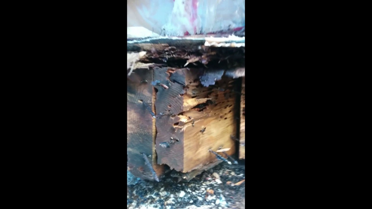 Carpenter Ant Nest Found rotting out of foundation in toronto