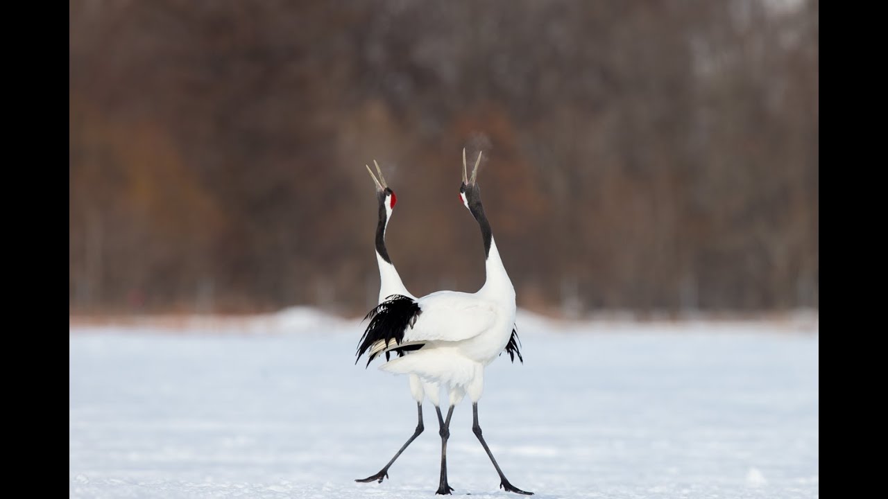 タンチョウの舞　Japanese crane.