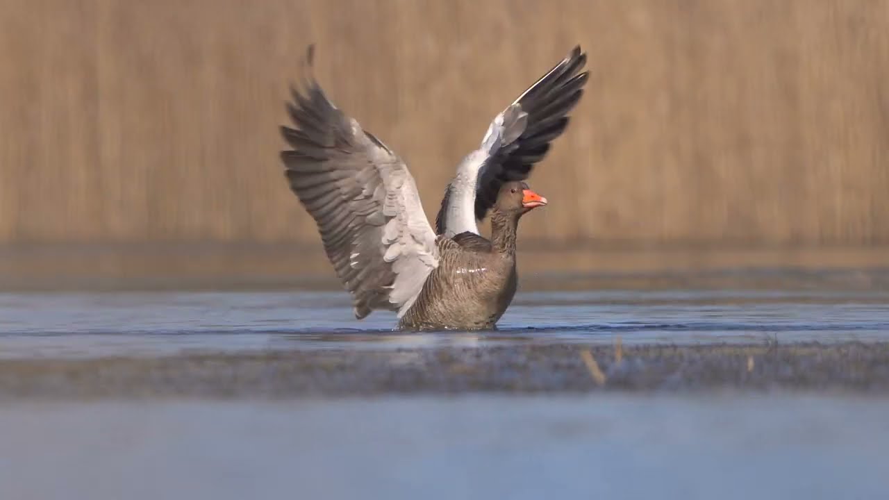 4K Gęgawy w kąpieli / Greylags bathing / Anser anser