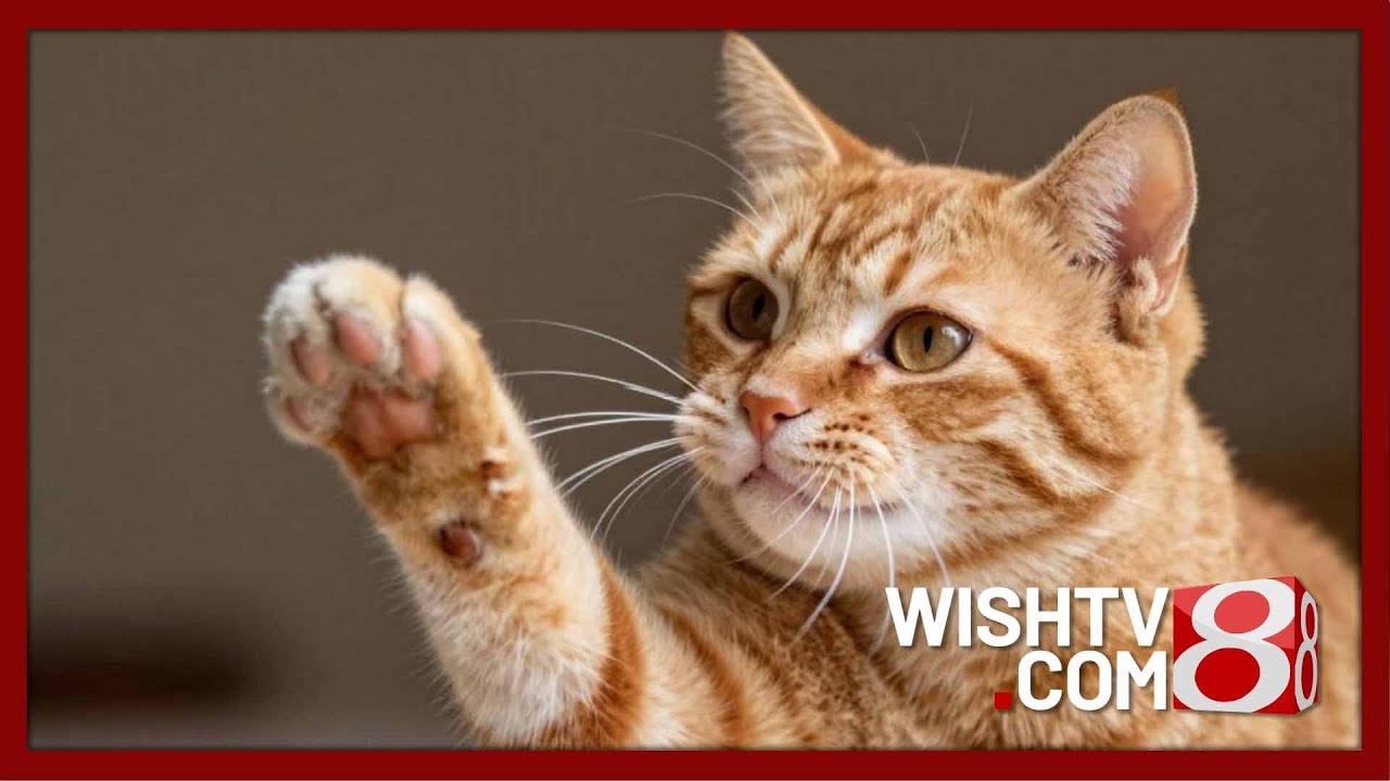 Pet Pals TV: Why does your cat follow you to the bathroom?