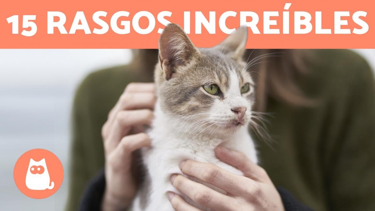 15 CUALIDADES de los GATOS 😻 ¿las conoces TODAS?