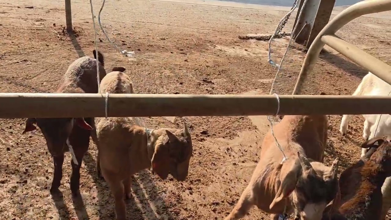 부여 경매장 현황 380마리출하
