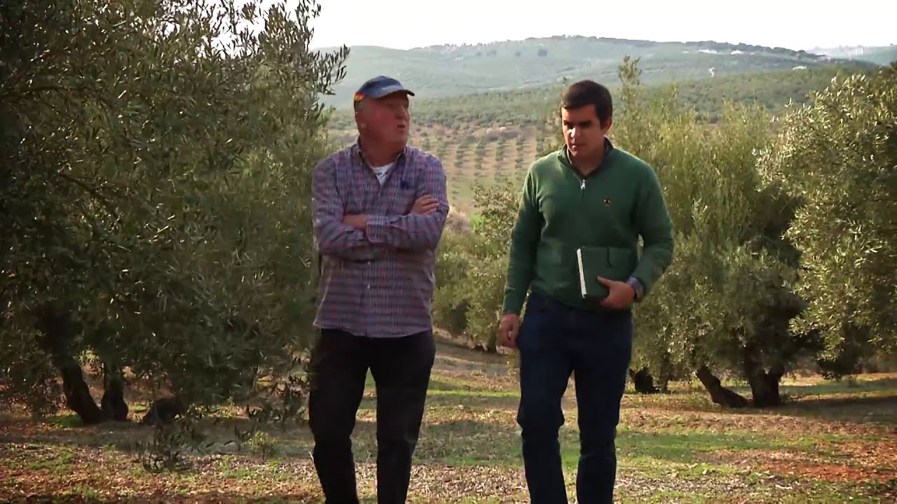 VIDEO EXPLICATIVO PRODUCCION INTEGRADA EN OLIVAR
