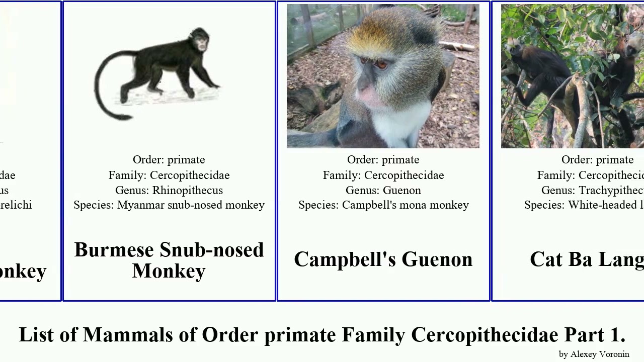 List of Mammals of Order primate Family Cercopithecidae Part 1. monkey langur macaque baboon gray