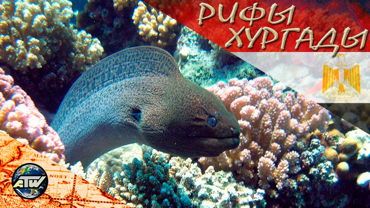 Рифы Хургады | ТОП красивых и интересных рифов - акула, наполеон и мурена | Красное море | Египет