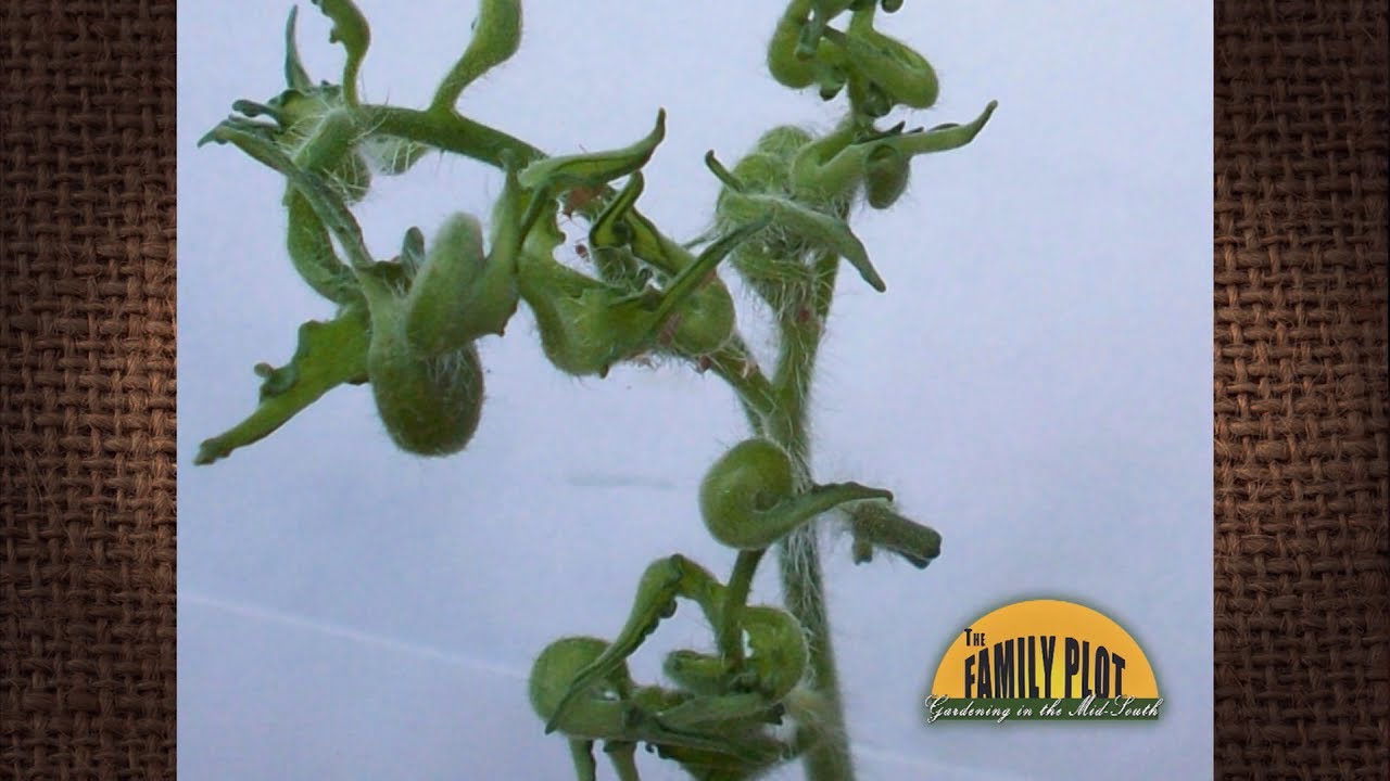Q&A &ndash; What is wrong with my tomato plants? The leaves are misshapen and curled?