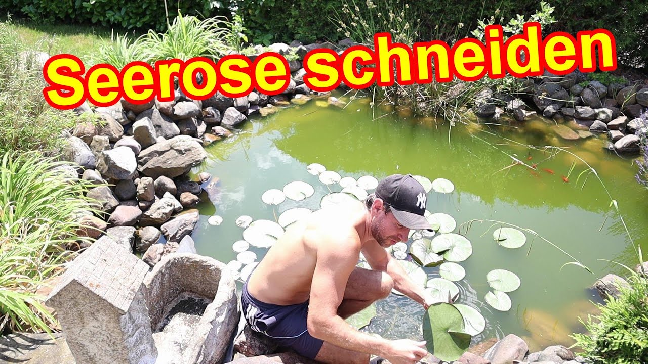 Seerose schneiden Anleitung - Seerosen im Gartenteich zur&uuml;ckschneiden