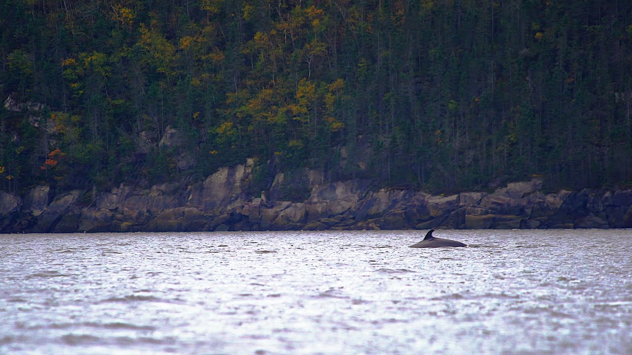 Kayaking with a 30ft Whale in a Narrow River! Tadoussac QC Doc EP3