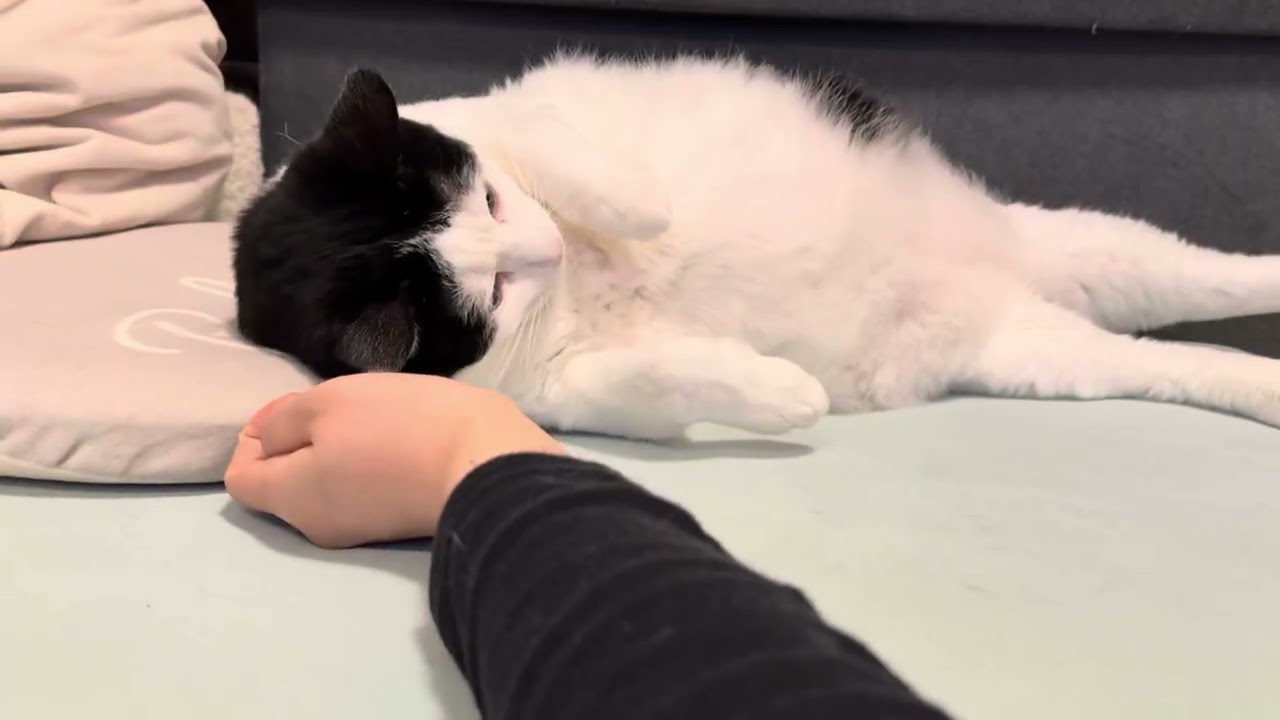 ぬくぬく無防備な猫