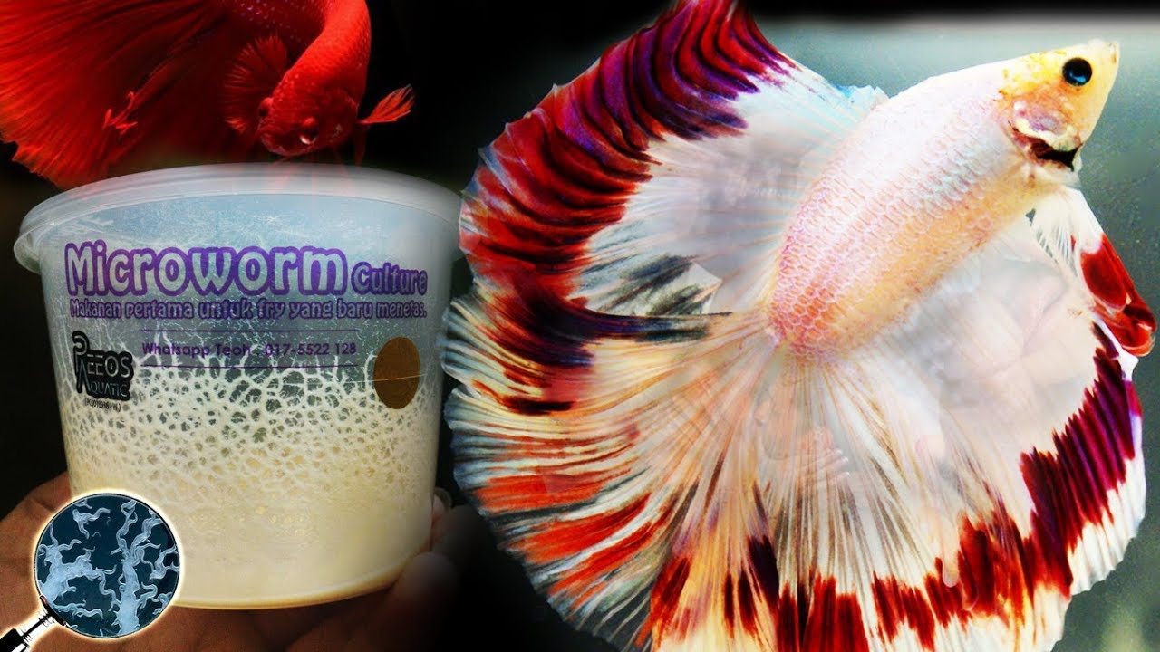 Cara pembiakan ikan laga dlm semua peringkatnya. Betta breeding.