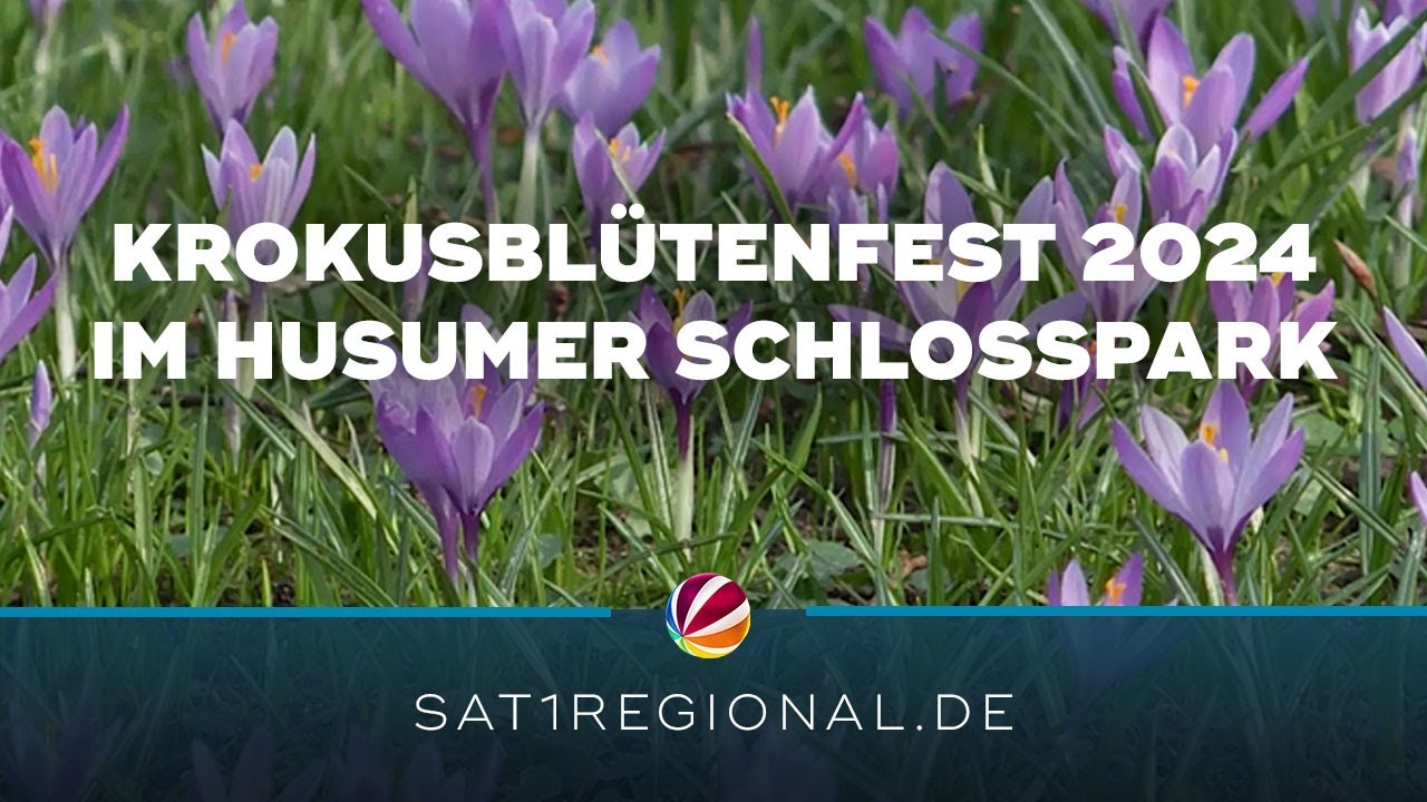 Krokusblütenfest 2024: Spektakuläre lilafarbene Blütenpracht im Husumer Schlosspark