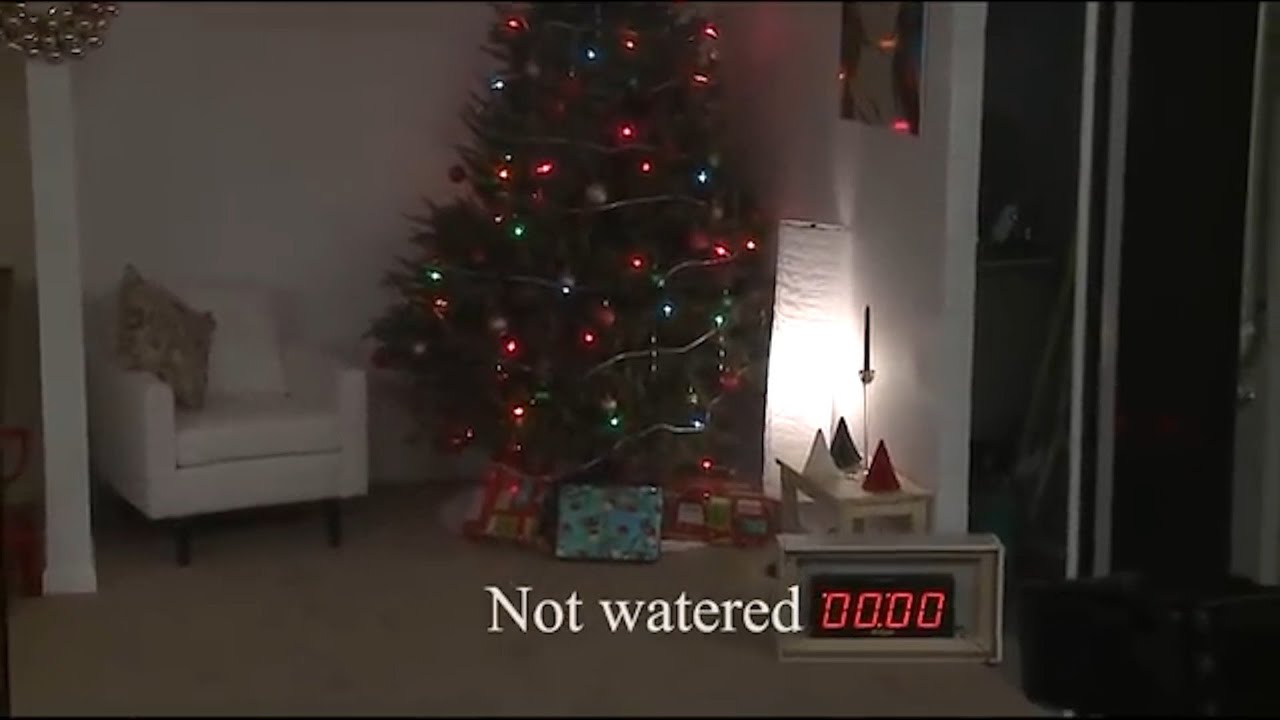 Christmas tree burn demonstration