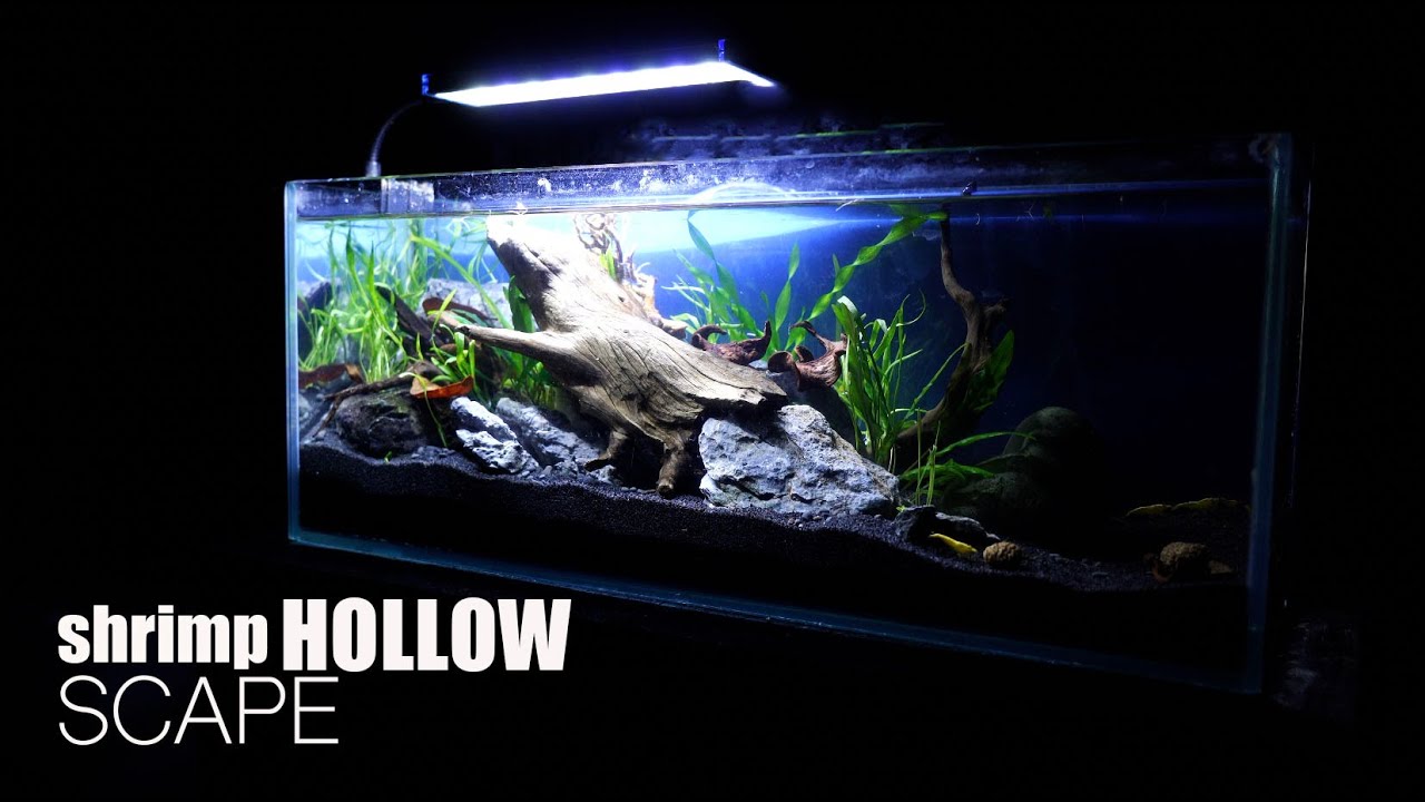 Shrimp Hollow Scape. A Tiny Shrimp Aquarium And Choosing The Perfect Scale