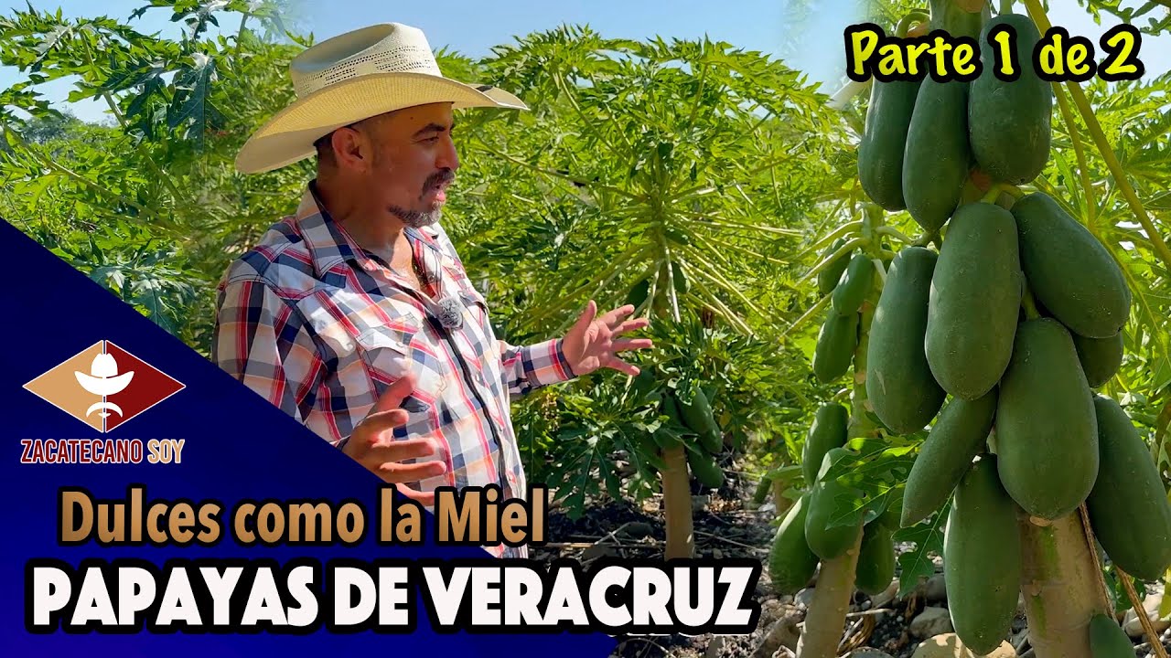 VERACRUZ HERMOSO y sus papayas deliciosas