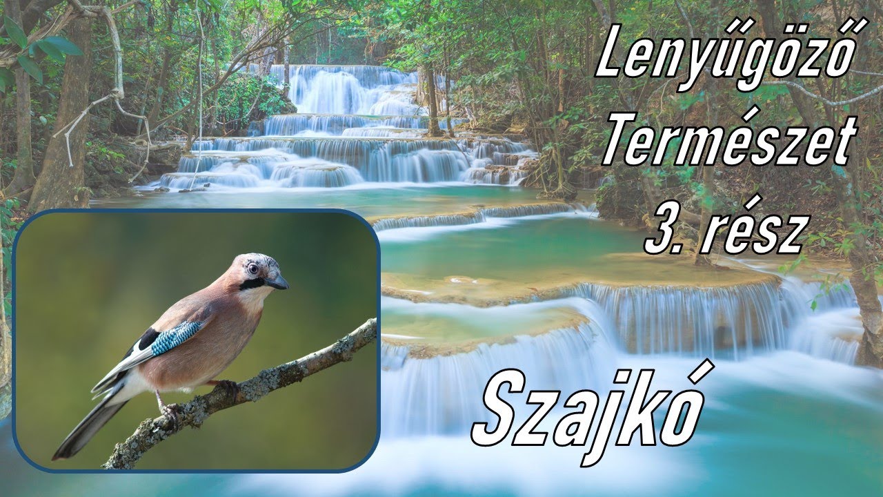 Lenyűgöző természet, 3. rész; Szajkó