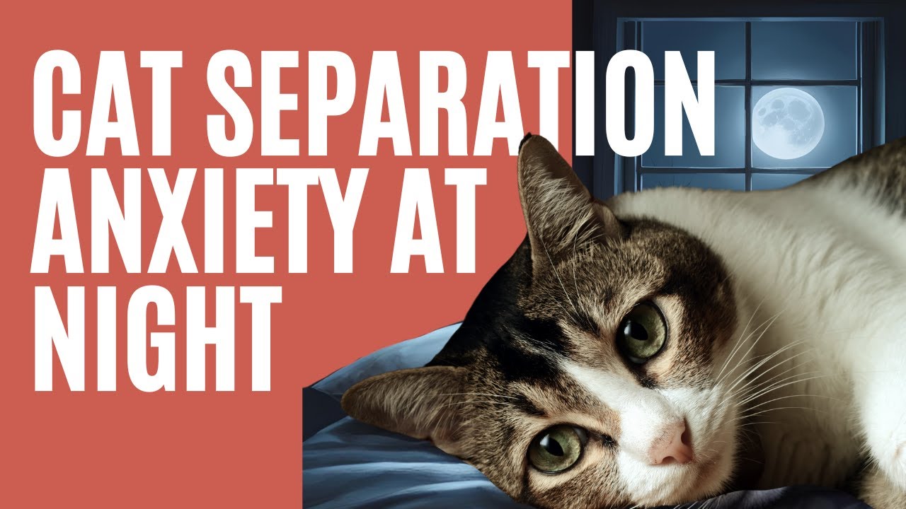 7 Ways to Fix Cat Separation Anxiety at Night: Tips & Tricks That Work! - The Comforted Kitty