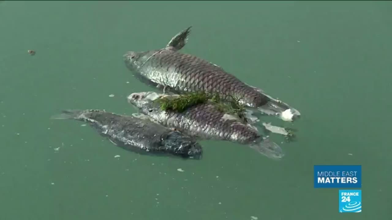 A watery graveyard: Thousands of dead fish found in Eurphrates River, Iraq