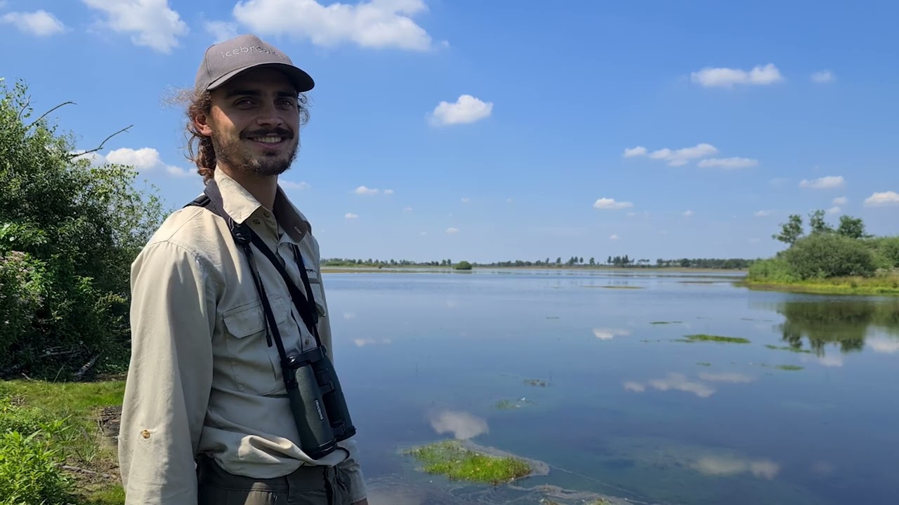 Micks Vlog: amfibieën met een rugstreep op de Strabrechtse heide