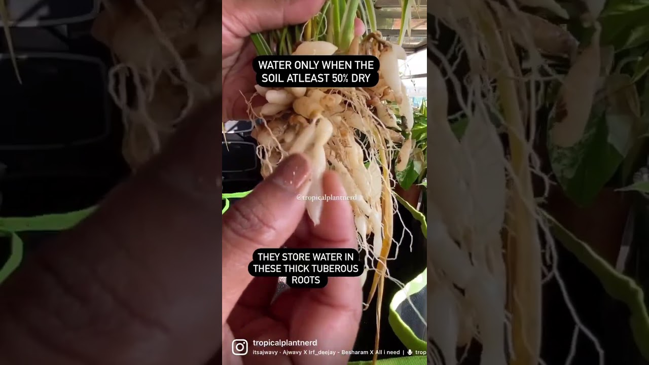 Spider Plant Care