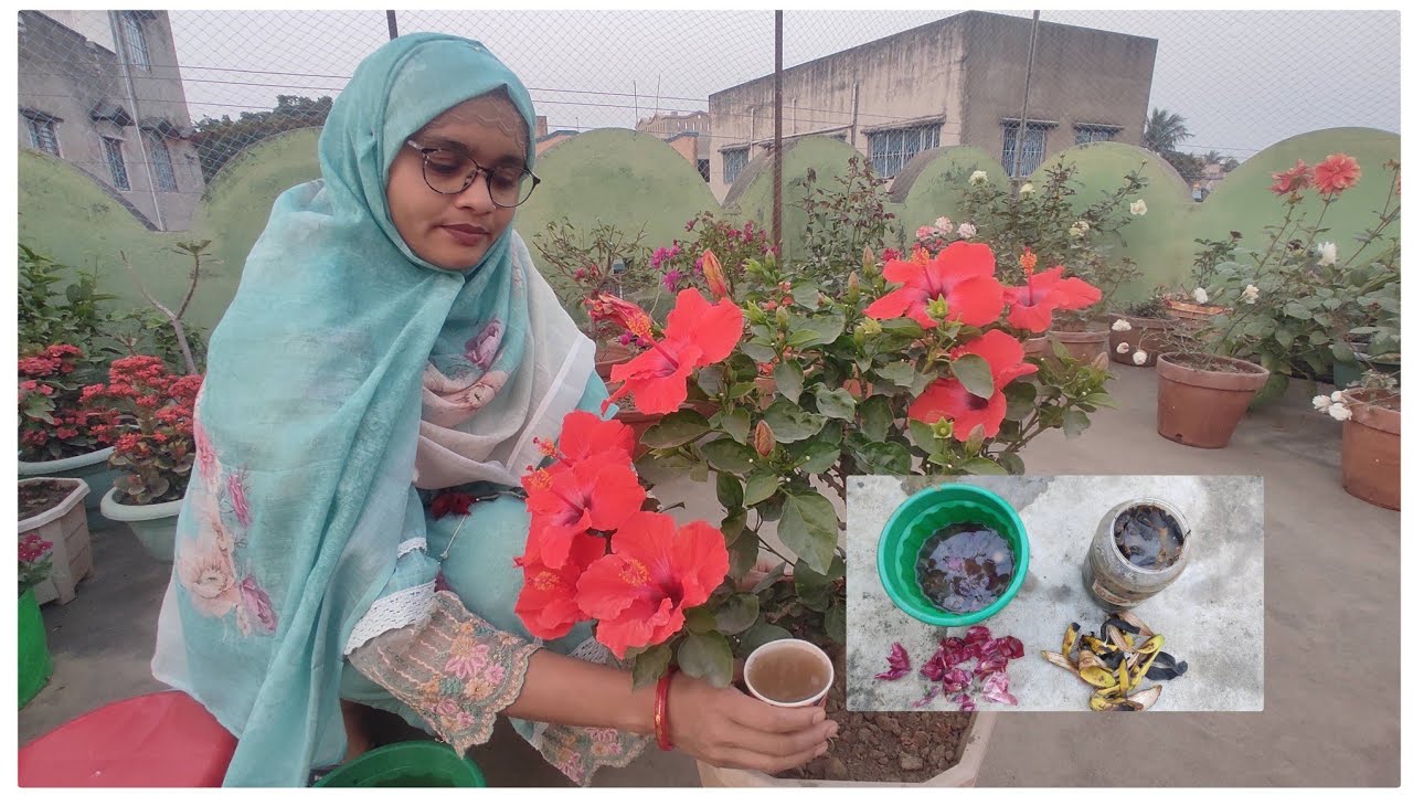 জবা গাছে প্রচুর ফুল পেতে দিন পেঁয়াজ ও কলার খোসার এই জাদুকরী তরল সার।@GardeningismyPassion 