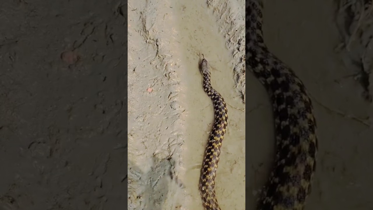 জমির পানিতে লুকিয়ে থাকা জল ঢোঁড়া সাপ | Water Snake Spotted in Shallow Field