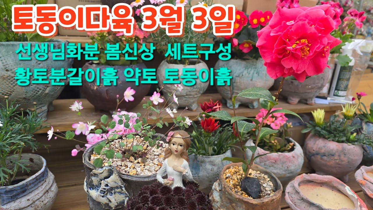 #선생님화분 봄신상 세트구성 #돌가루화분 입고  #황토분갈이흙 #토동이다육