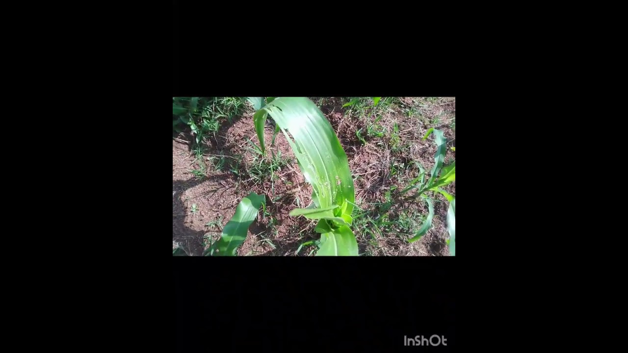 My first project in the village,,#maize farm....@marwa jnr