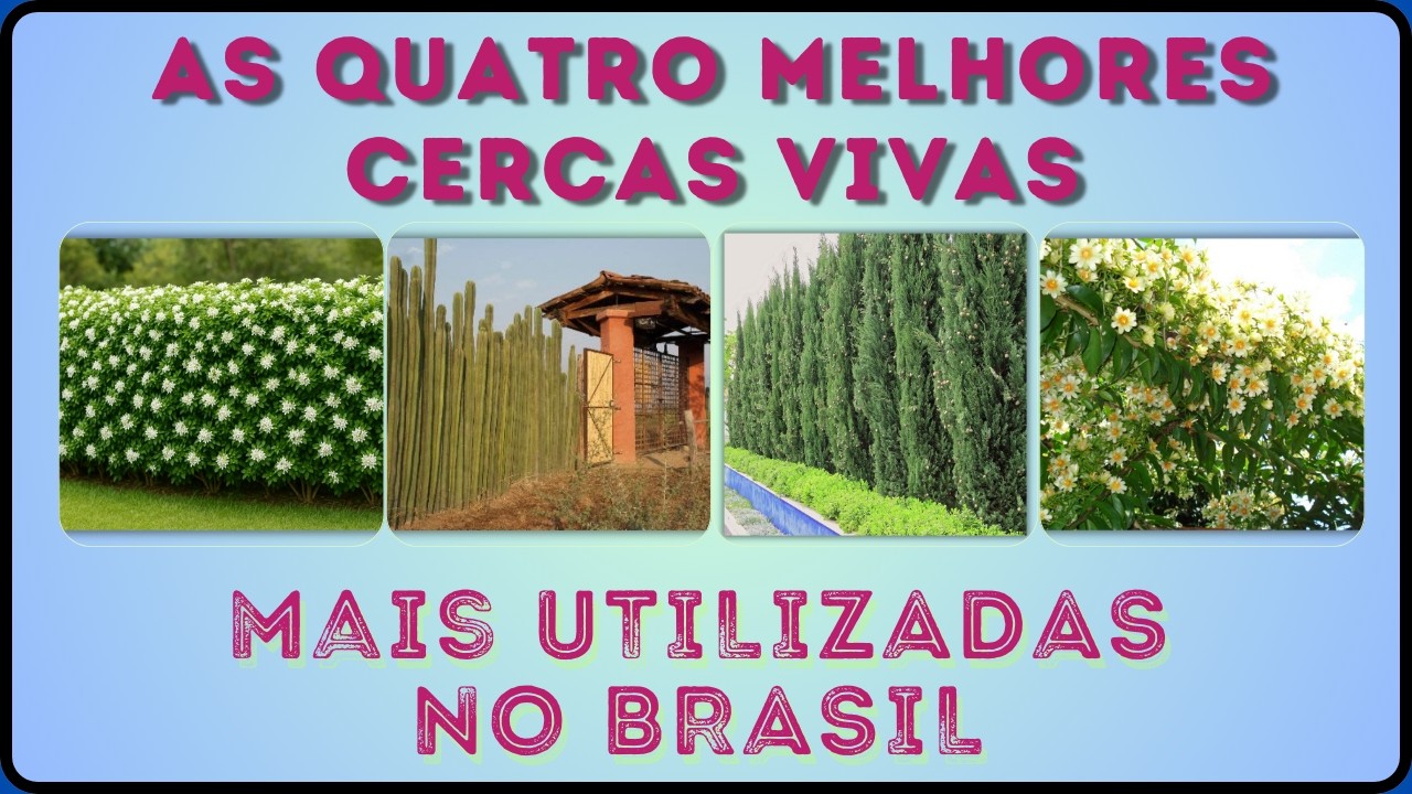 AS QUATRO MELHORES PLANTAS PARA CERCAS VIVAS NO BRASIL - SÃO TOP, RESISTENTES E BONITAS!
