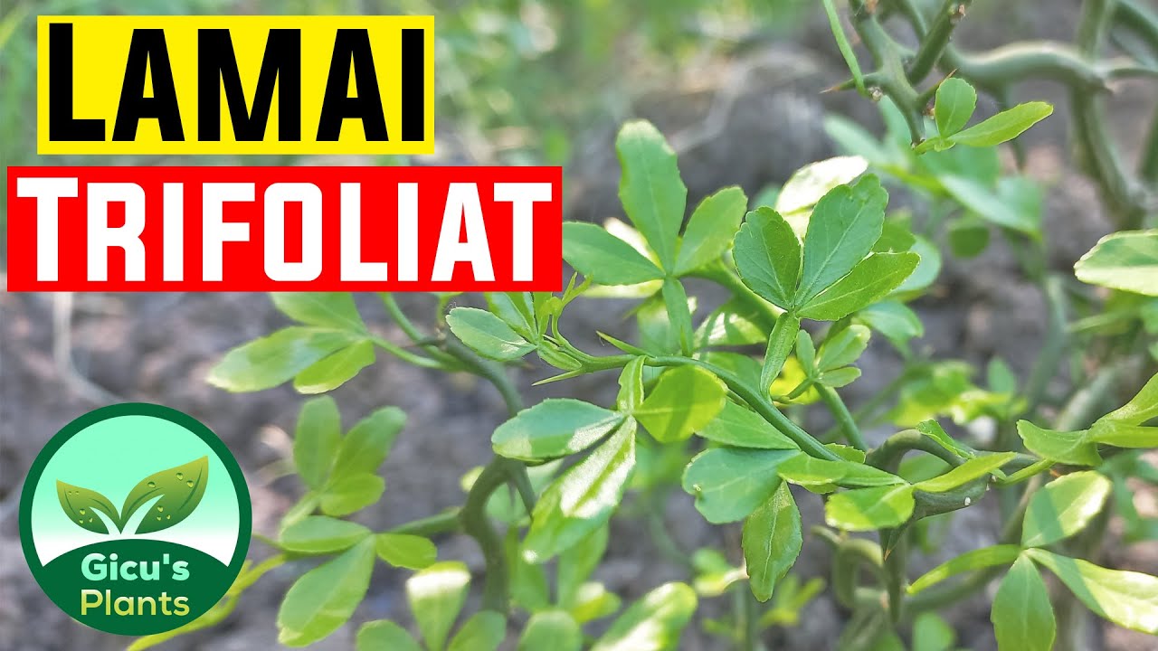 Lamaiul trifoliat a rezistat peste iarna