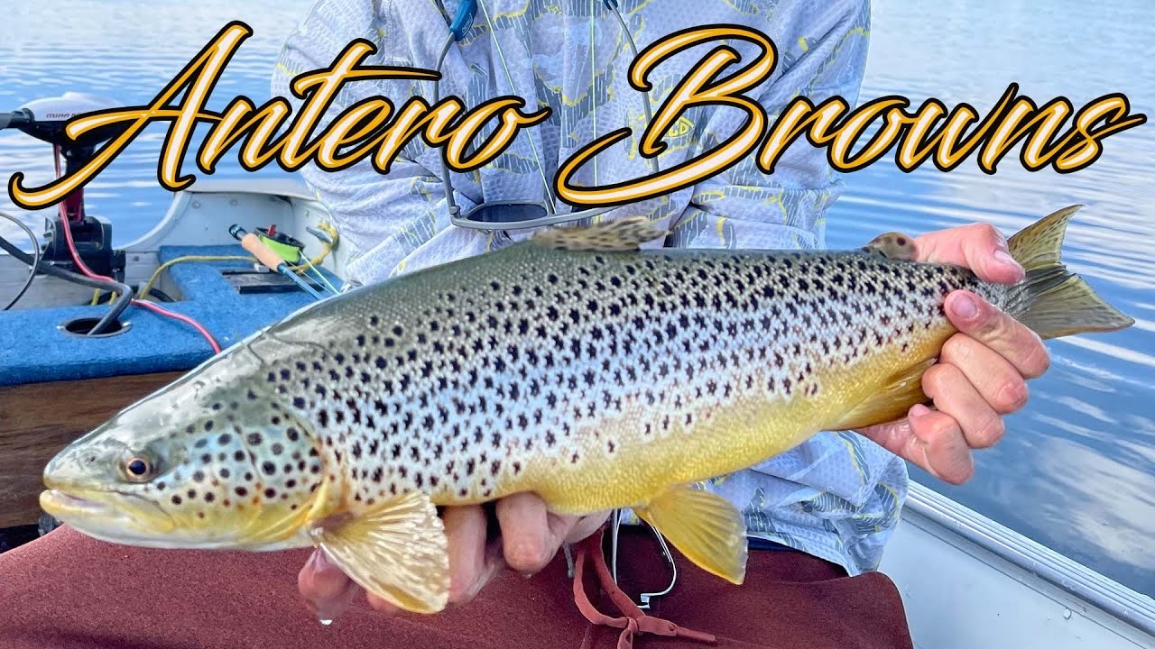 Fly Fishing Antero Reservoir Colorado for LARGE Brown Trout
