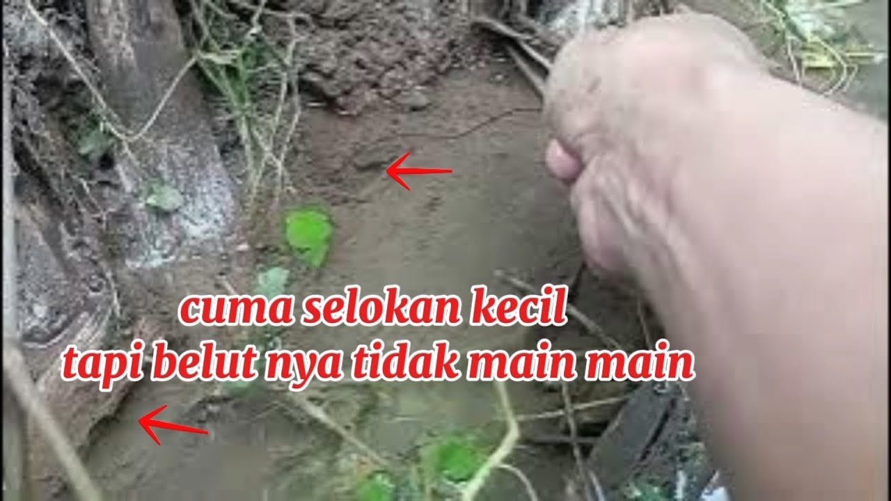 CUMA SELOKAN KECIL‼️TAPI BELUT NYA TIDAK MAIN MAIN BIKIN KETAGIHAN MANCING BELUT NYA