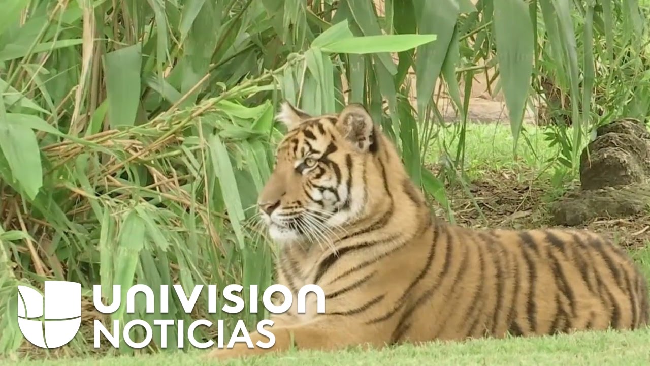 Tigre del zoológico de Miami muerde a una entrenadora mientras lo alimentaba