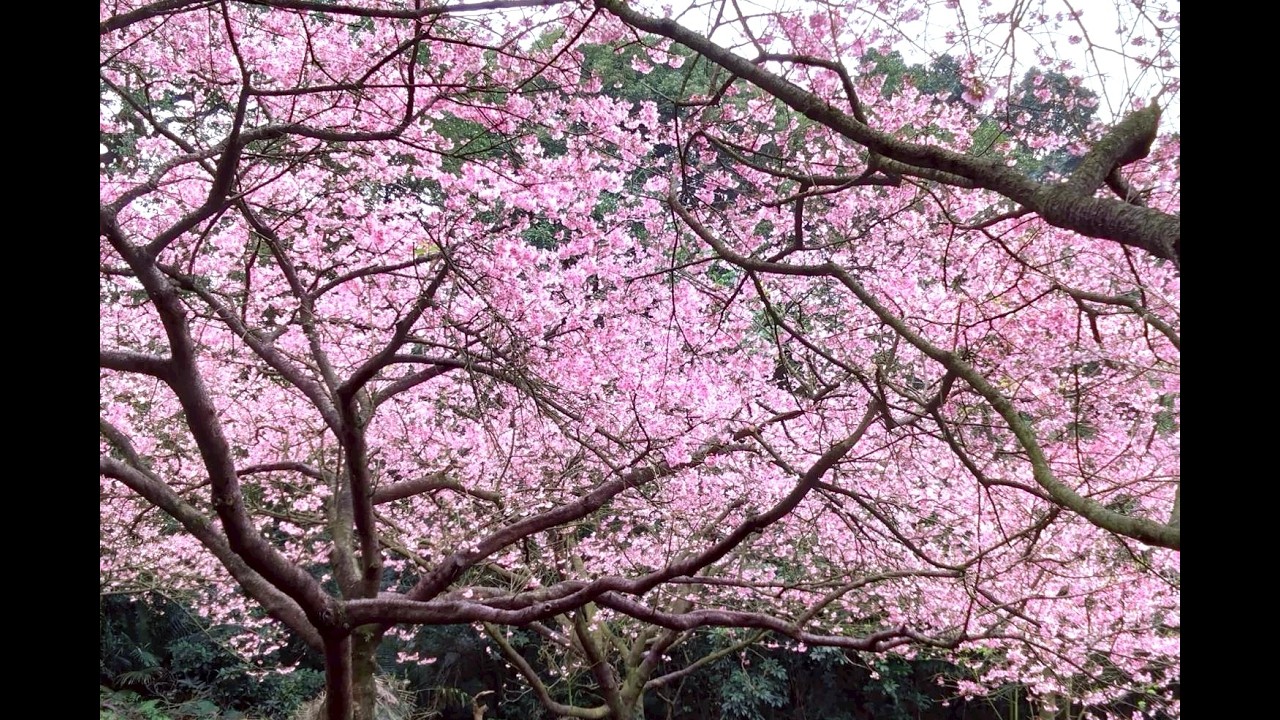 2026 02 06 淡水天元宮櫻花盛況  ＃花季 ＃賞花 ＃旅遊 ＃走春