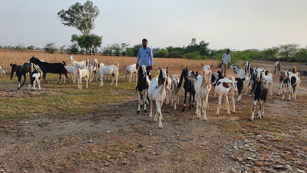 GOAT FARMING KNOWLEDGE BY A RAJASTHANI FARMER || KOTA KING