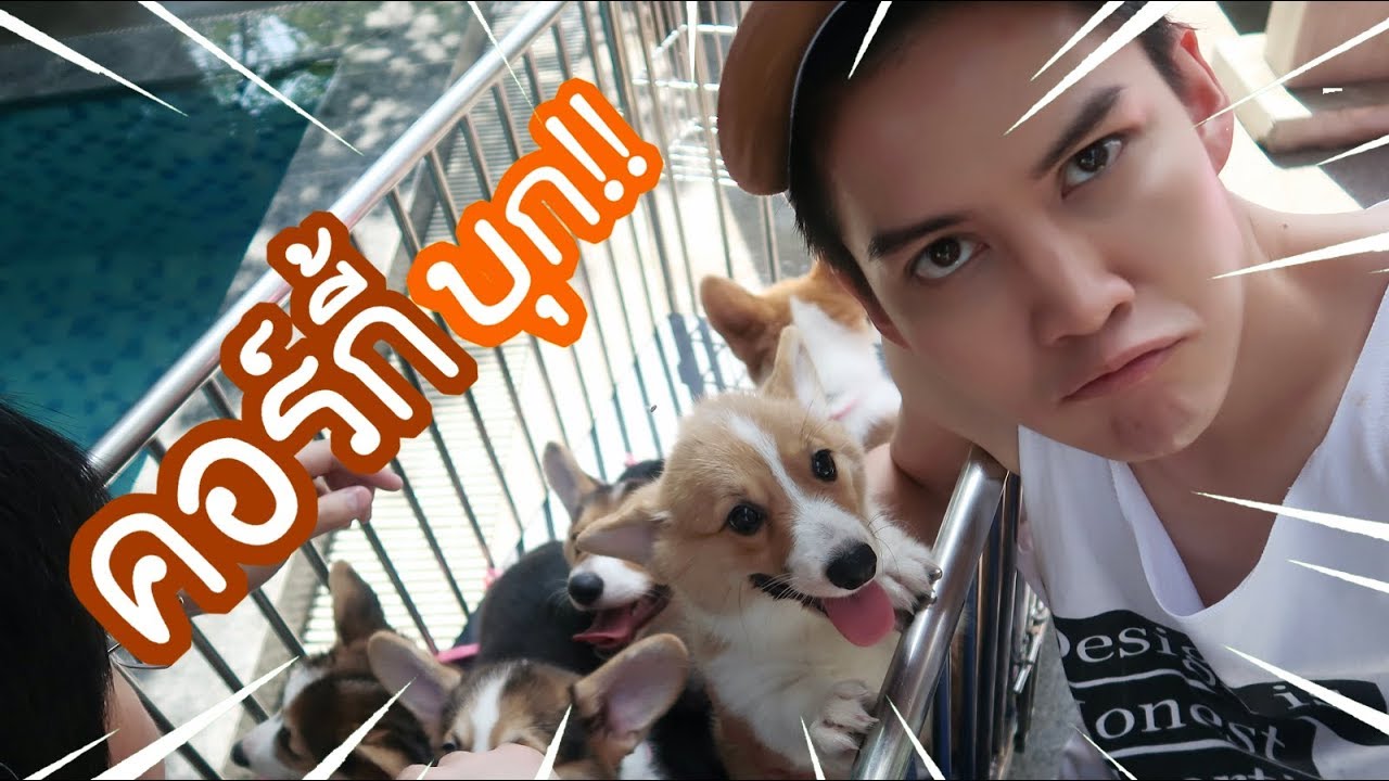 EP 07 || กองทัพลูกหมาคอร์กี้ 1วันจะบ้าตาย - Golf Pichaya