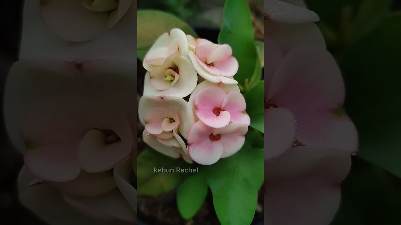 kebun eforbia rachel #euphorbia #flower #euphorbia #tanamanhias