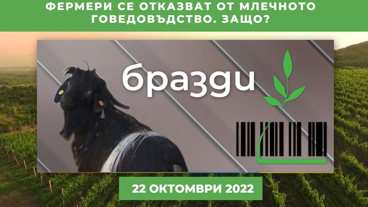 Фермери се отказват от млечното говедовъдство. Защо?  - 