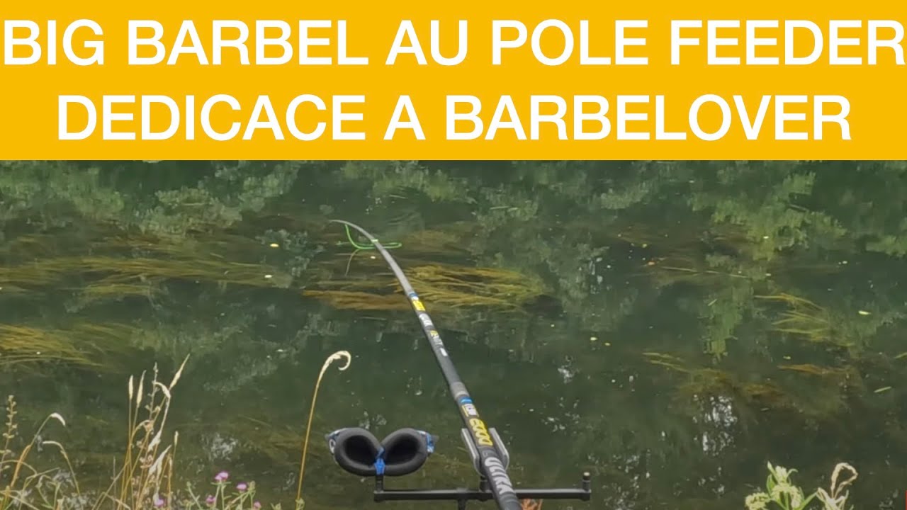 GROS BARBEAU AU POLE FEEDER  Dédicace à Barbelover    4K