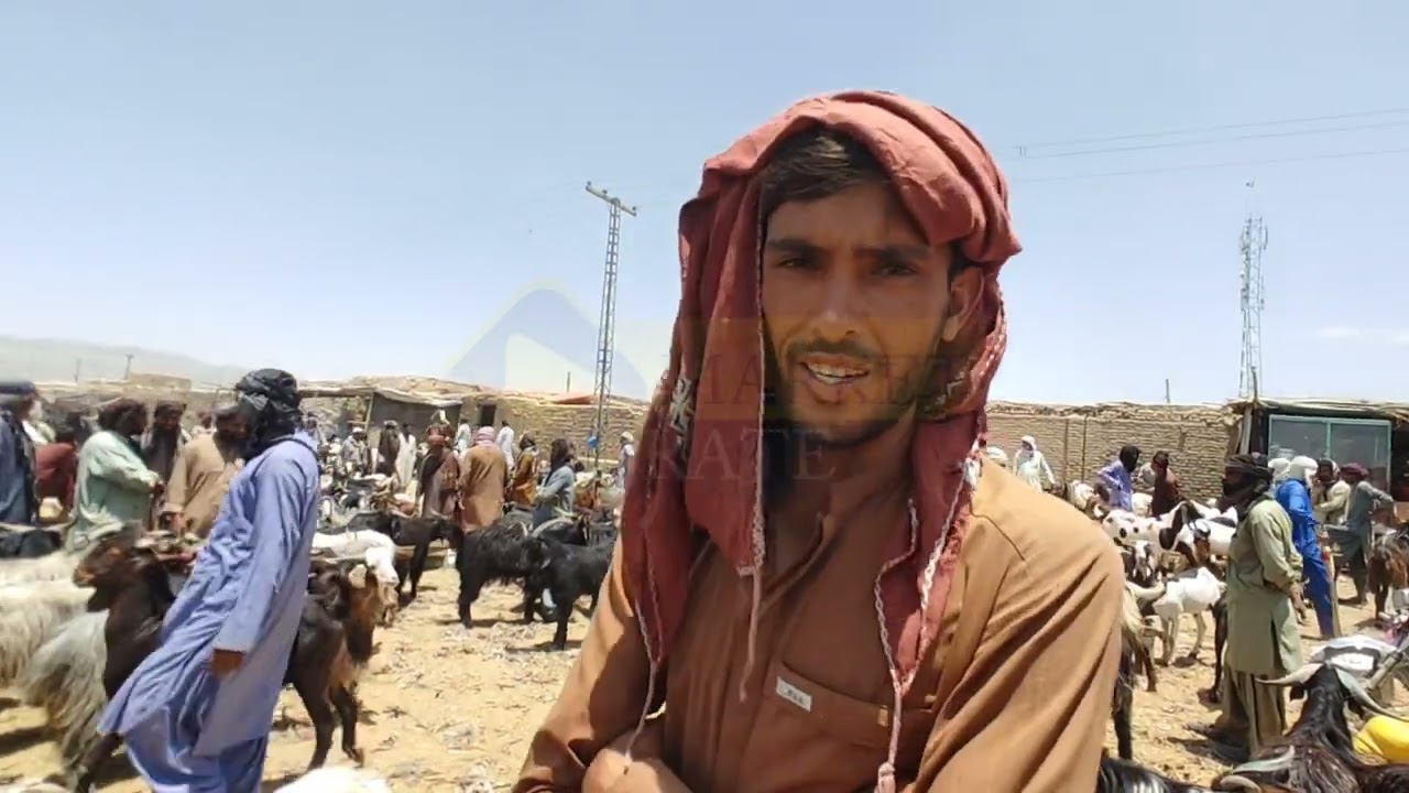 پہاڑی بکروں کی ڈیٹیل @MarketRate-k8g