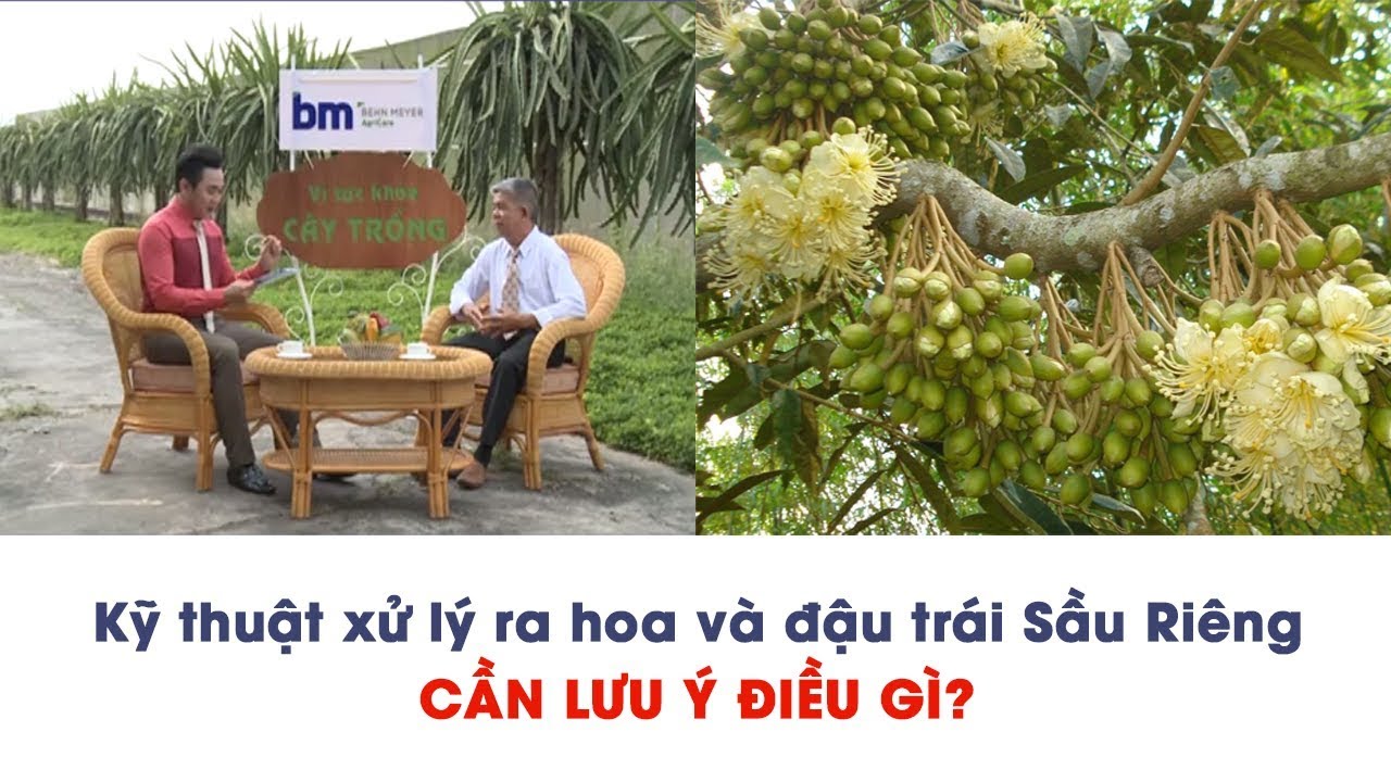 Cần lưu ý điều gì khi xử lý ra hoa và giữ trái Sầu Riêng??
